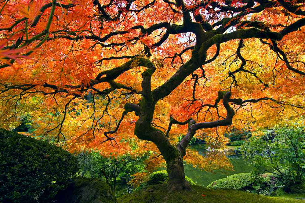 Image result for portland oregon japanese garden